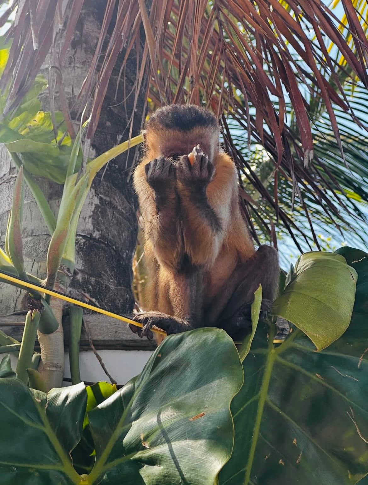 Imagem de Passeio + Transfer Barreirinhas x Atins