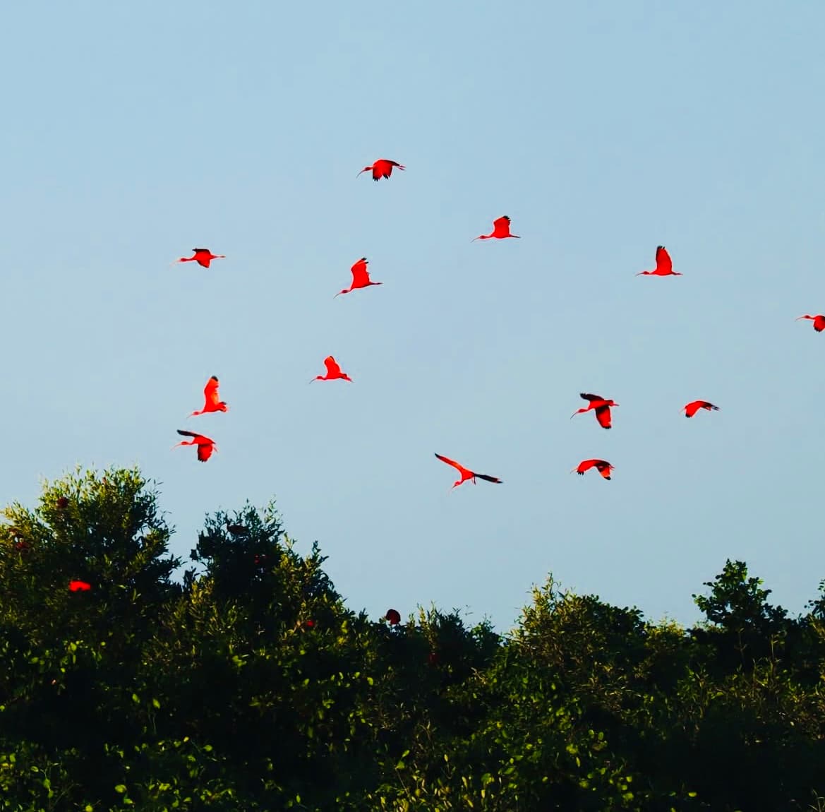 Imagem de Revoada dos Guarás