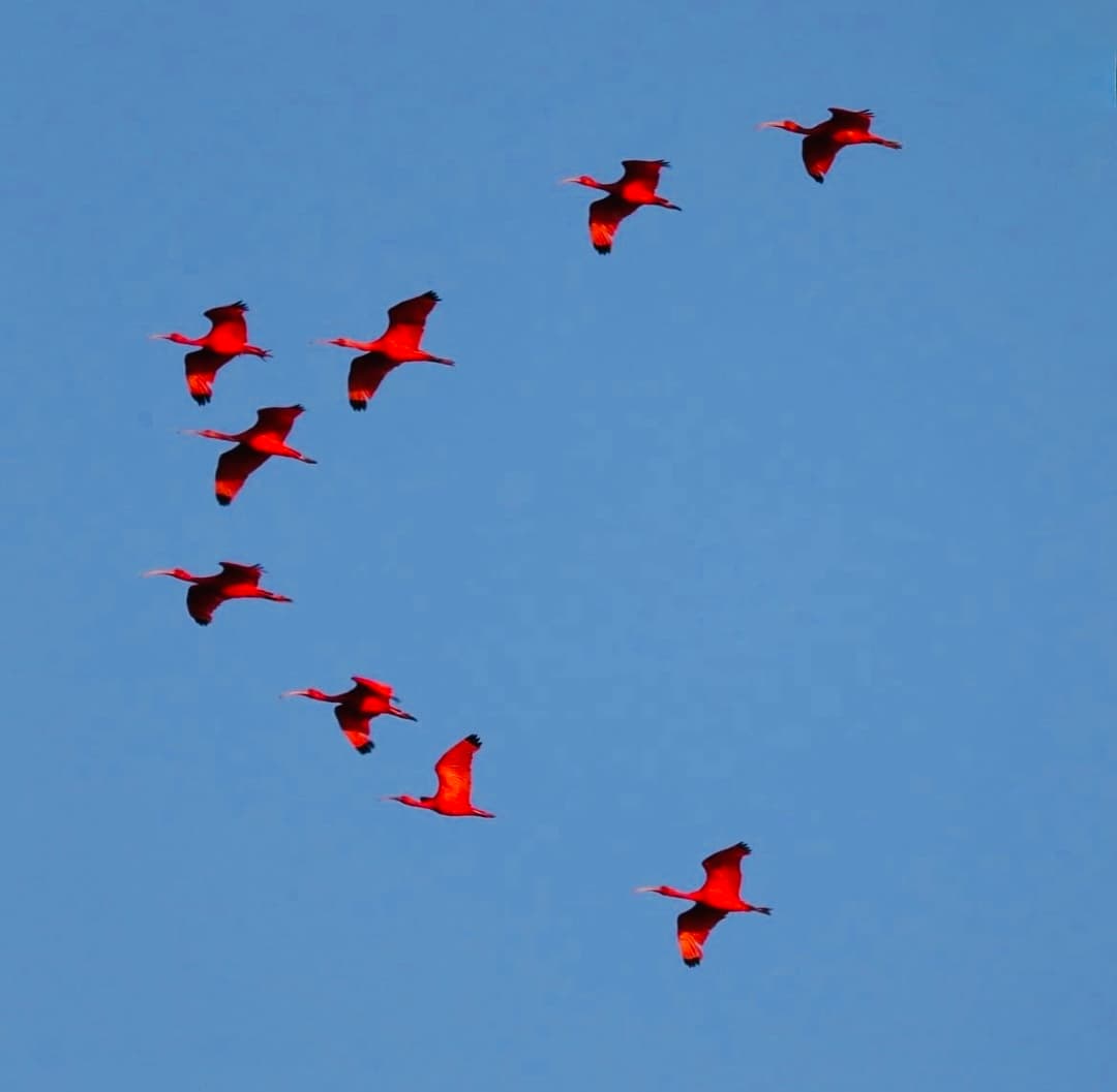 Imagem de Revoada dos Guarás