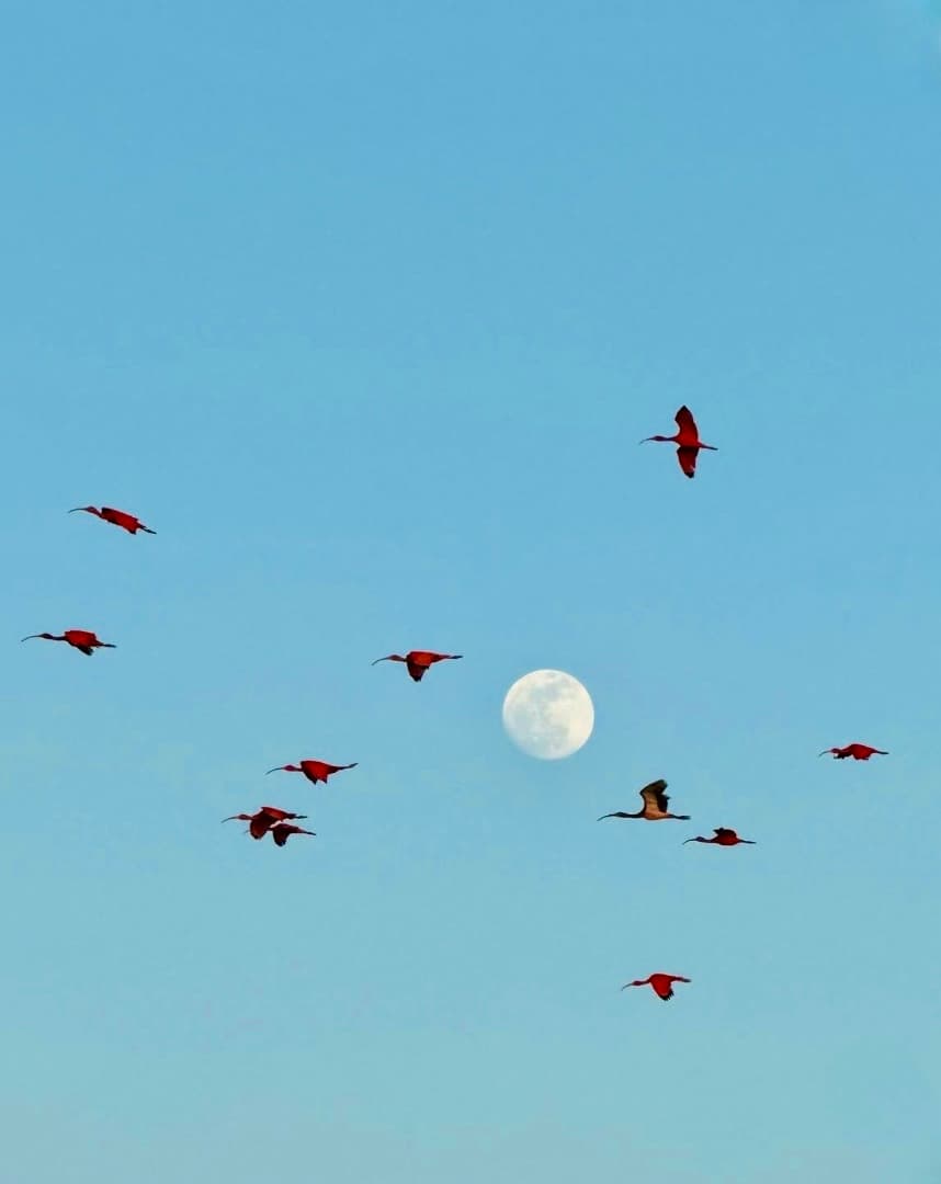 Thumbnail 3 do passeio Revoada dos Guarás